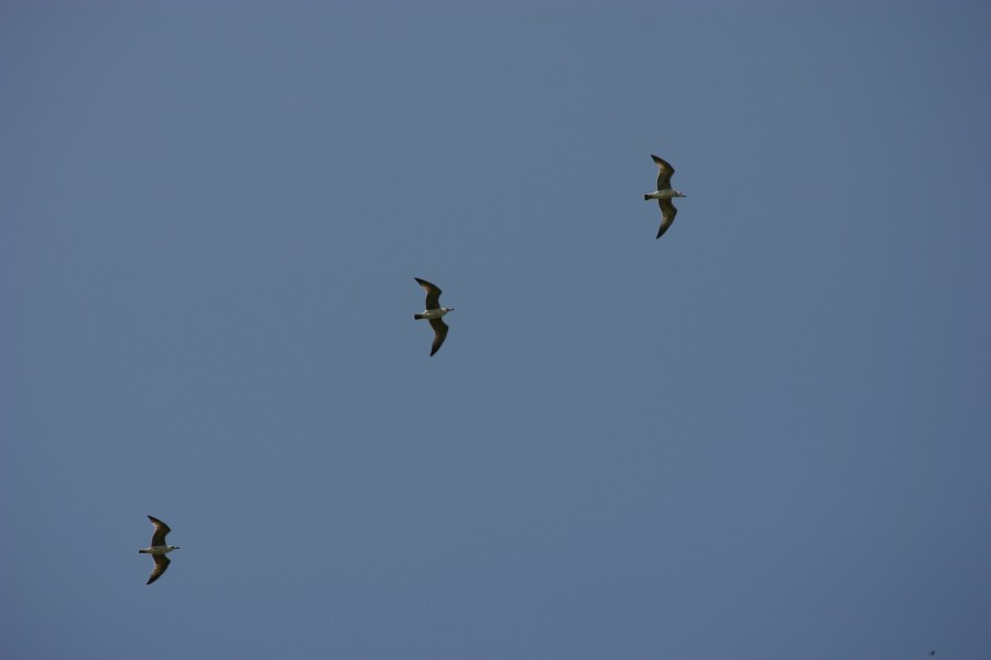 чайки летят   | seagulls fly 