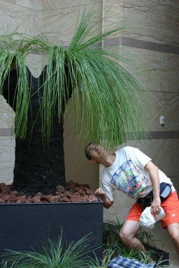 дърво в саксия | tree in a pot