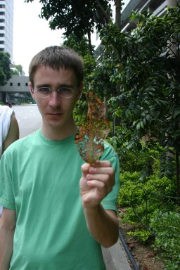 листо с дупки | leaf with holes