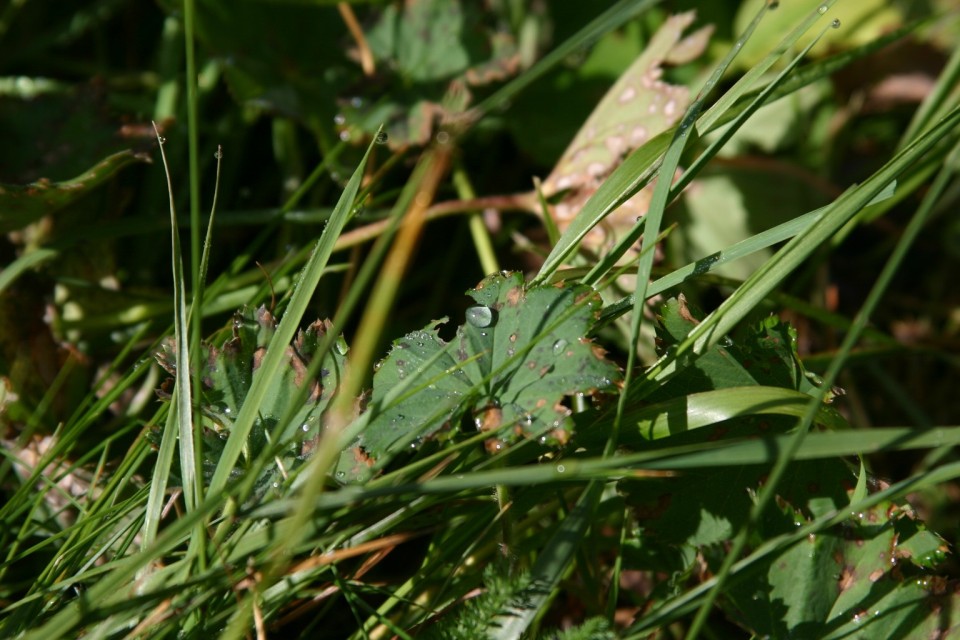 роса на листо | dew on a leaf