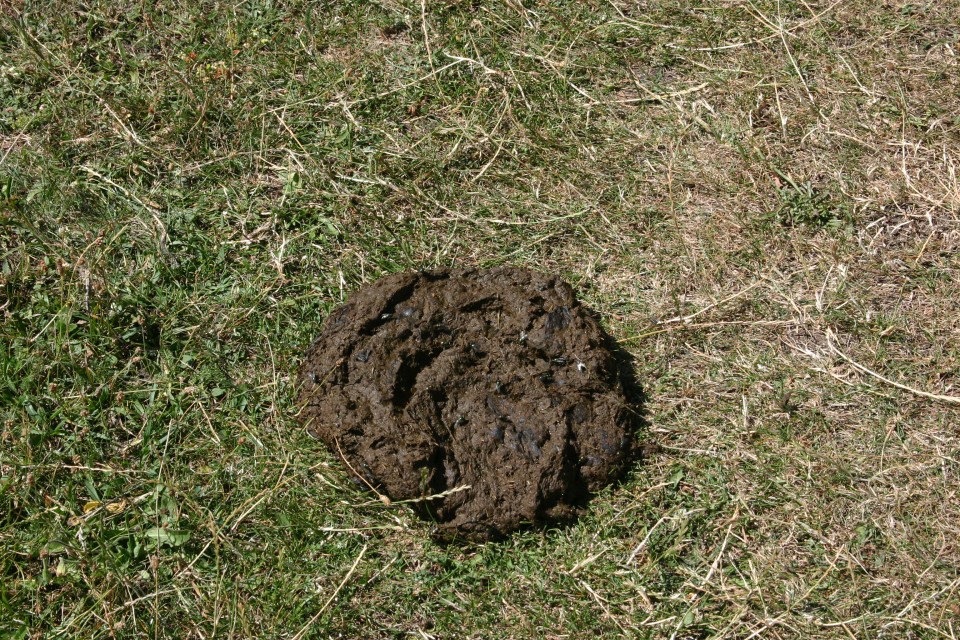 фъшкия | cowshit