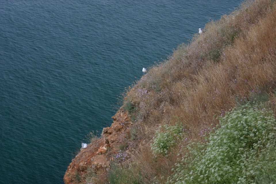 3 чайки | 3 seagulls