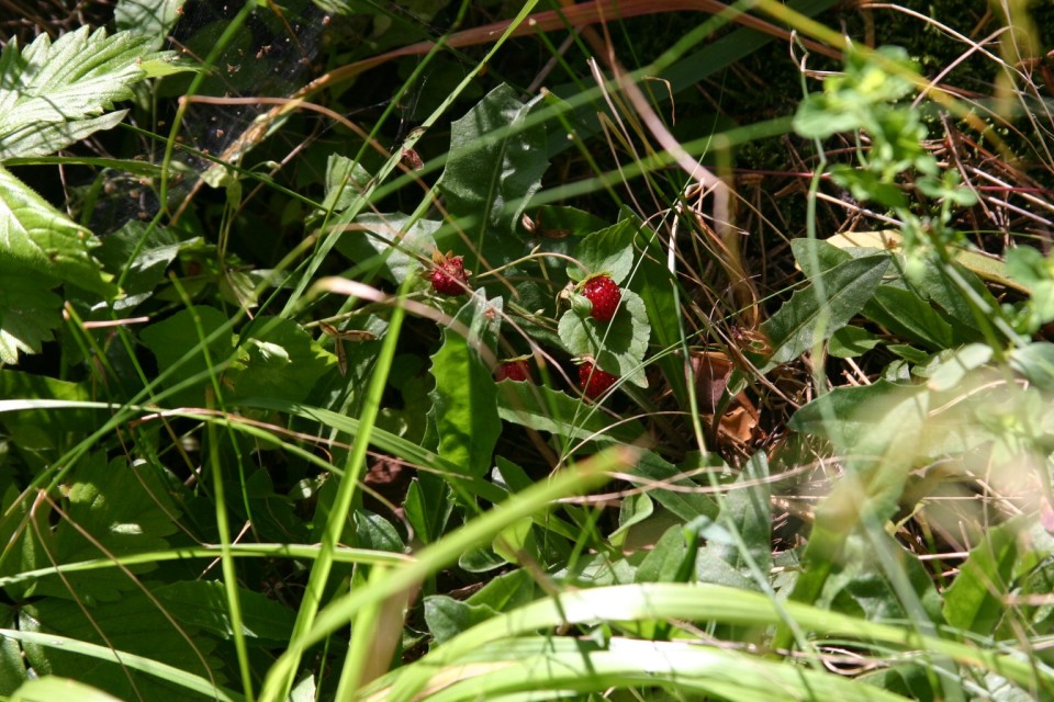 ягодки | little strawberries