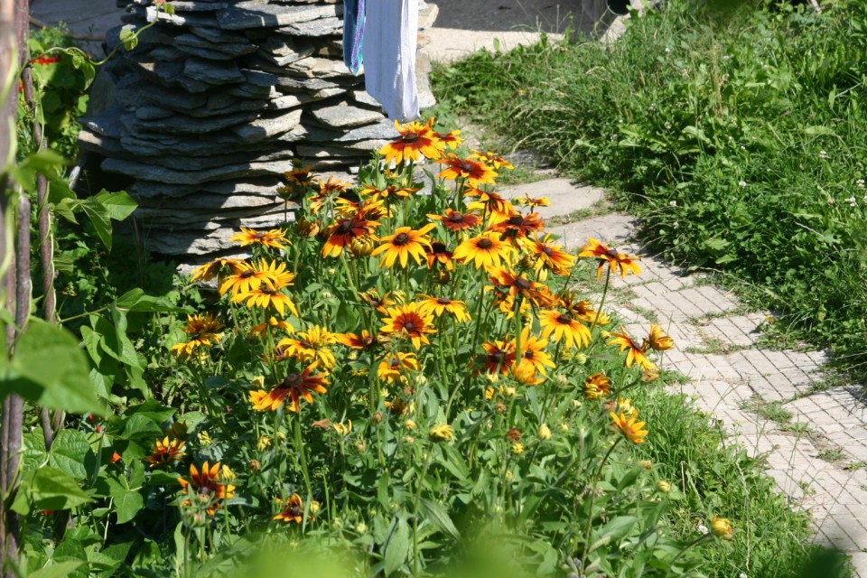 цветя пред къща | flowers by a house