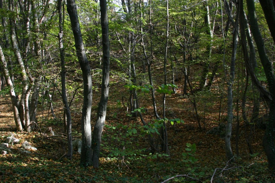 есенна гора | autumn forest