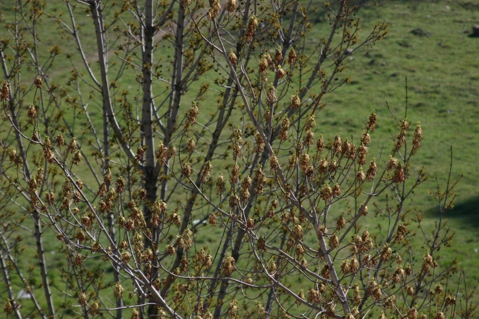 клони и пъпки | branches and buds