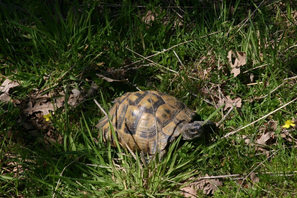 костенурка | turtle