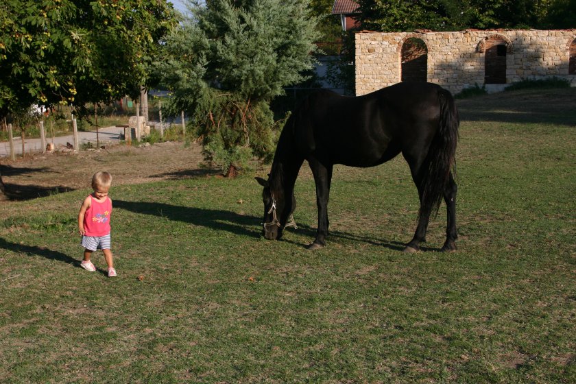 до коня в двора 2008 | by the horse in the yard 2008