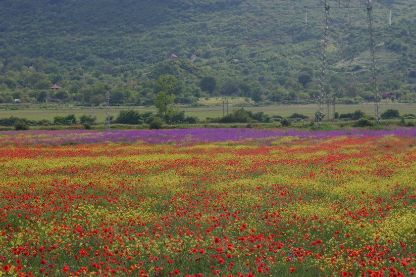 чергата на полето 2010 | the carpet of the field 2010